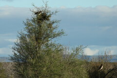 Circaetus pectoralis