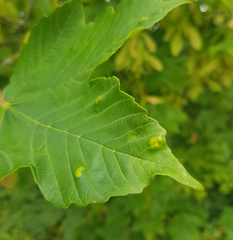 Aceria pseudoplatani