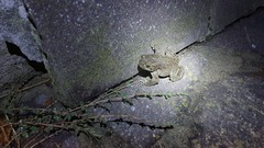 Bufotes viridis balearicus