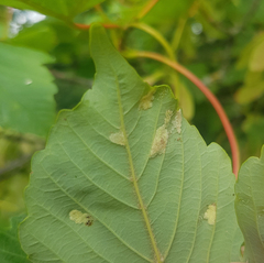 Aceria pseudoplatani