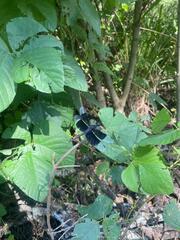 Erythrodiplax funerea