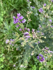 Medicago sativa