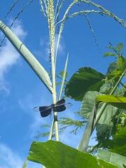 Erythrodiplax funerea