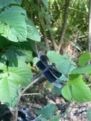 Erythrodiplax funerea