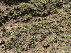 Eulophia hians inaequalis