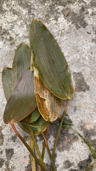 Potamogeton natans