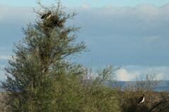 Circaetus pectoralis