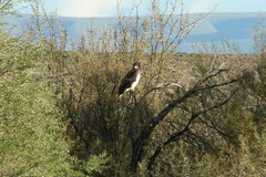 Circaetus pectoralis