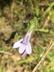 Lobelia brevifolia