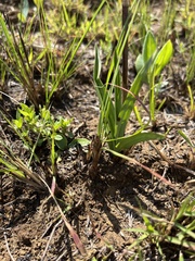 Eulophia hians inaequalis