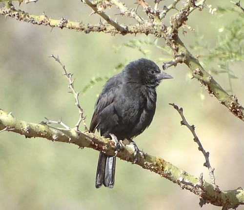 Bolivian Blackbird (Oreopsar bolivianus), photo 4