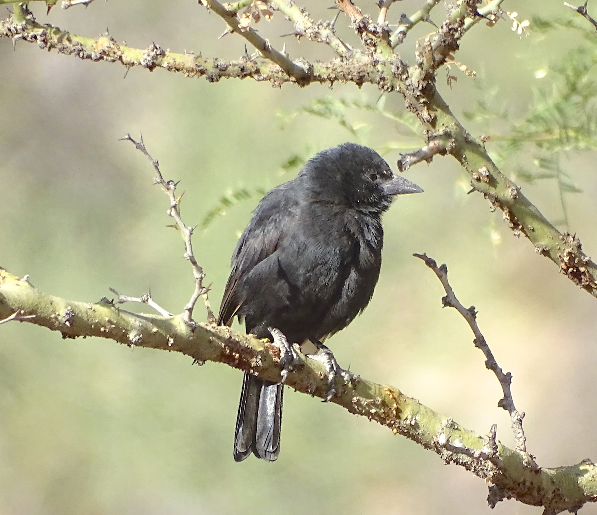 Bolivian Blackbird illustration
