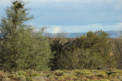 Circaetus pectoralis