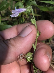 Lobelia brevifolia