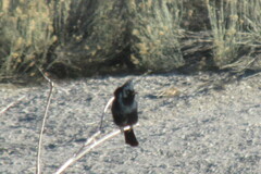 Phainopepla nitens