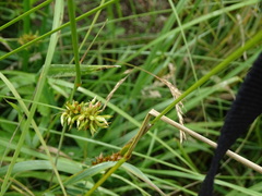 Carex spicata