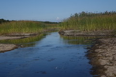 Schoenoplectus litoralis