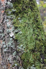 Cladonia ochrochlora
