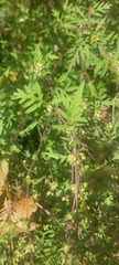 Ambrosia artemisiifolia
