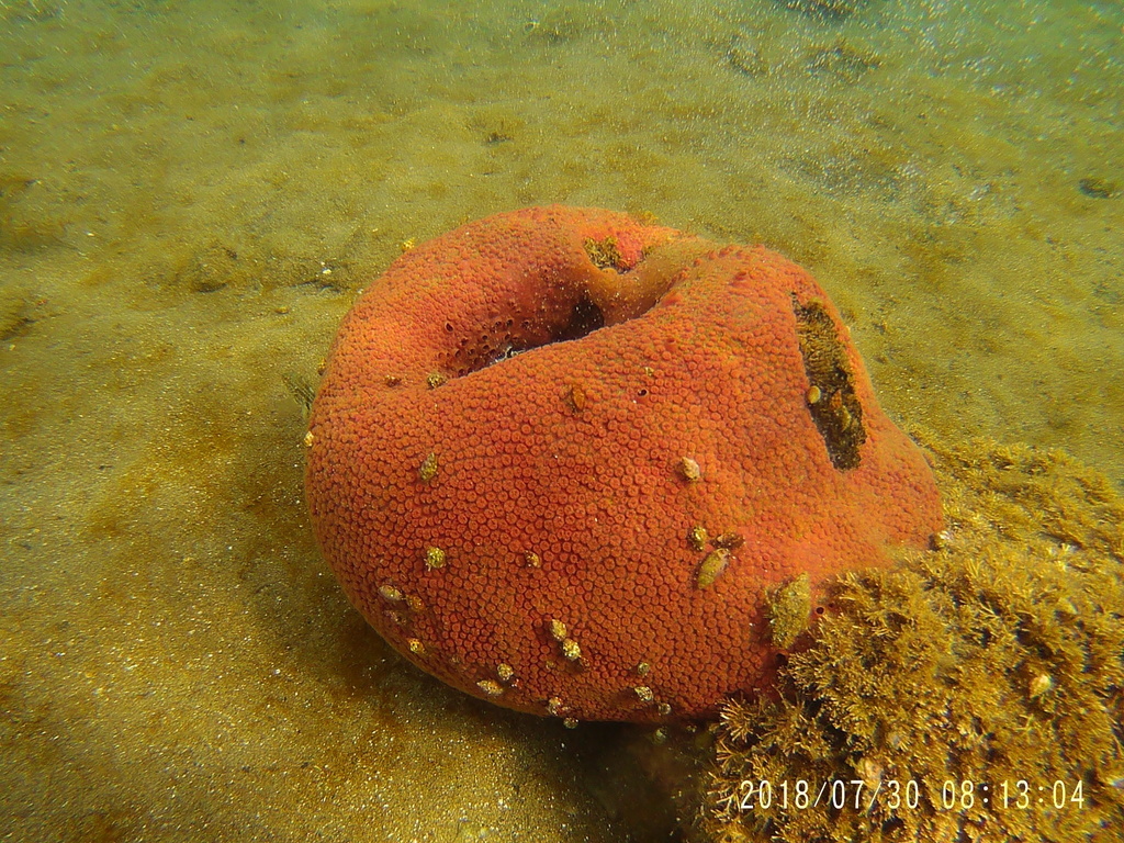 California boring horny sponge