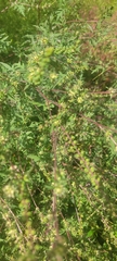 Ambrosia artemisiifolia