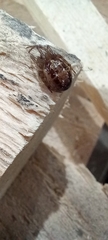 Steatoda nobilis