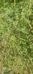 Ambrosia artemisiifolia