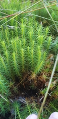Polytrichum commune