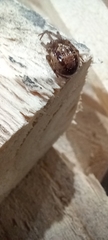 Steatoda nobilis