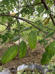 Fraxinus americana