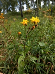 Crepis sibirica