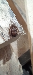 Steatoda nobilis