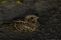 Caprimulgus asiaticus