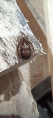 Steatoda nobilis