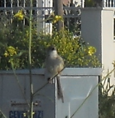 Prinia lepida