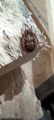 Steatoda nobilis