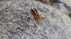 Polistes flavus