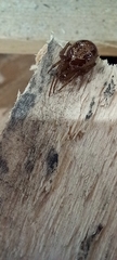 Steatoda nobilis