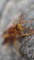 Polistes flavus