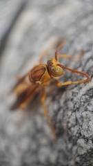 Polistes flavus