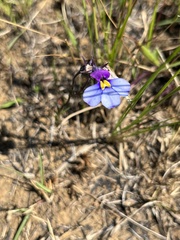 Monopsis decipiens