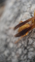 Polistes flavus