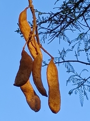 Vachellia sieberiana