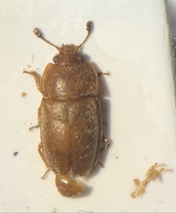 Epuraea longula