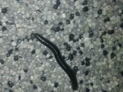 Cylindroiulus caeruleocinctus