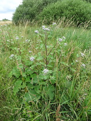 Arctium tomentosum