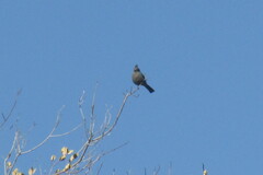 Phainopepla nitens