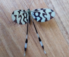 Nemoptera sinuata