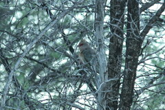 Urocolius indicus transvaalensis