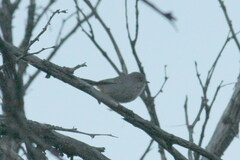 Curruca subcoerulea subcoerulea